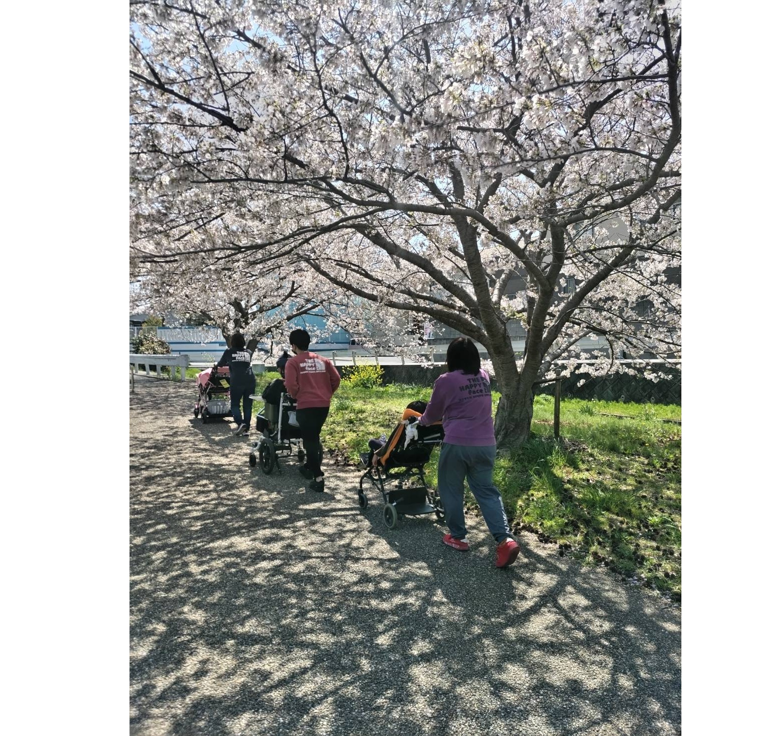 お花見(幸公園)
